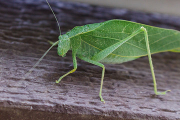 A katydid leaf bug on a brown doorway