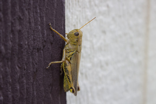 A grasshopper on a doorjamb
