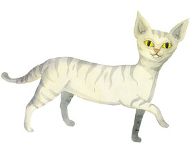 Fototapeta na wymiar White striped cat