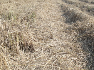 Rice straw