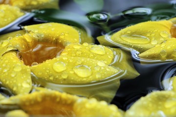 Yellow flower on water with dropper.