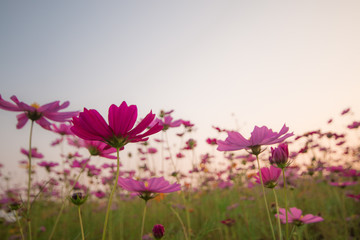 cosmos flowers in sunset