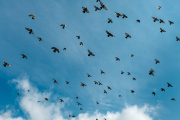 A flock of pigeons in the sky with clouds