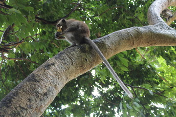 Beautiful unique city of Bangkok in Thailand and Phuket, Ko Samui, Khao Lak