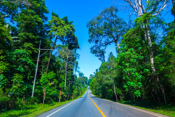 Asphalt road though the tropical jungle, rainforest, Krabi Province, Thailand