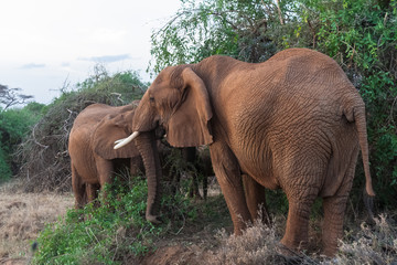 Fototapeta na wymiar Family of elephants near a tree. Kenya, Africa