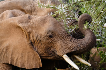 Elephant at Acacia. Head of young elephant. Kenya, Africa