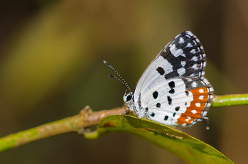 Red Pierrot Butterfly perched on a tiny plant
