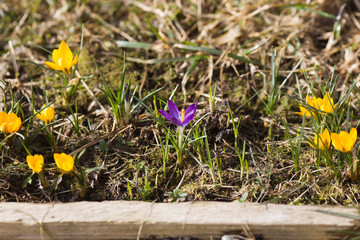 First spring crocuses