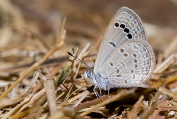 Lesser Grass Blue Butterfly in a mud puddling