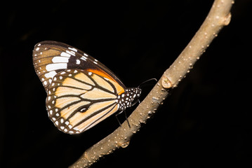 Common Tiger Butterfly