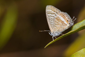 Fototapeta na wymiar Forget Me Not Butterfly perched on a leaf