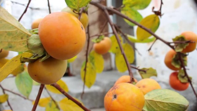 A Branch Heavily Laden With Persimmons STOCK FOOTAGE HD $39 1920 X 1080 @29.97FPS / MOV / 77.6MB / H.264 Commercial ? Standard License (no additional fee) ? Need more indemnification or seats?  DOWNLO