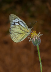 Obraz premium Common Gull Butterfly perched on a wild flower