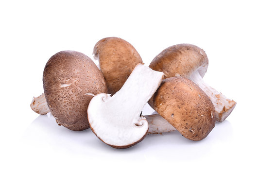 Shiitake mushroom isolated on white background