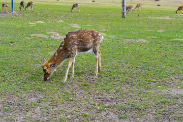 Deer - large animals with an elegant body and slender, shapely legs