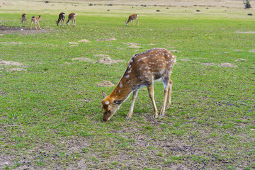 Deer - large animals with an elegant body and slender, shapely legs