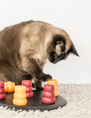 Clever siamese cat solving pet puzzle to get to the treats - vertical.