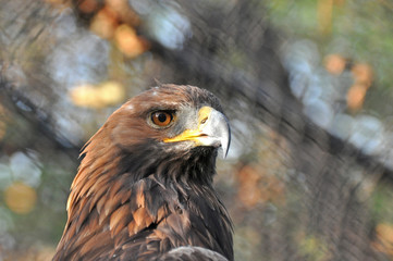 Portrait of Golden Eagle (Aquila chrysaetos). Golden eagle close-up, mighty eagle