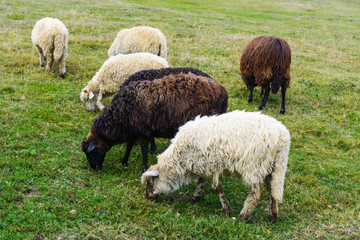 Fototapeta premium Sheep - this is a domesticated form of wild mountain sheep