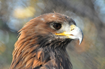 Portrait of Golden Eagle (Aquila chrysaetos). Golden eagle close-up, mighty eagle