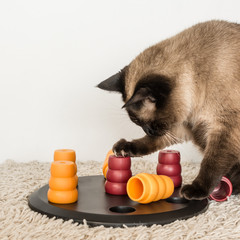 Clever siamese cat solving pet puzzle to get to the treats - square.