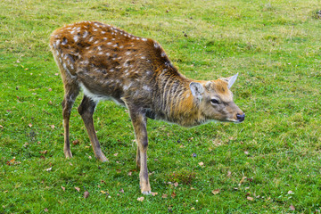 Naklejka na ściany i meble Deer - large animals with an elegant body and slender, shapely legs