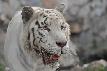 Face to face with white Bengal tiger