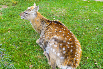 Deer - large animals with an elegant body and slender, shapely legs