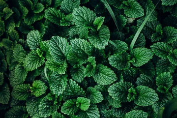 Foto op Aluminium Green Mint Plant Grow Background © Anikonaann