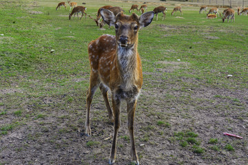 Deer - large animals with an elegant body and slender, shapely legs