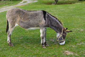 Naklejka na ściany i meble Donkey - plain, unassuming and very stubborn animals.