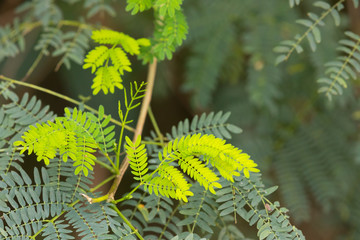 young leaves in other colors