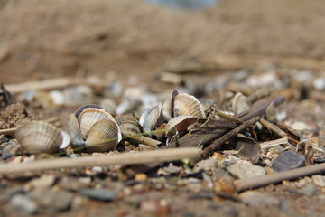 small sea shells lying on the sand