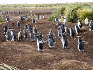 Gentoo penguin, Pygoscelis Papua, on the island nesting Carcas, Falkland