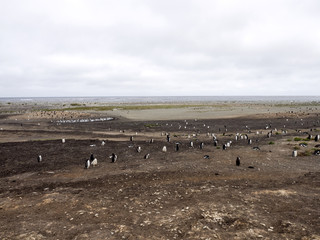 Gentoo penguin, Pygoscelis Papua, on the island nesting Carcas, Falkland