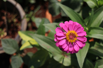 Zinnia