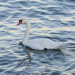 Obraz premium Schwan