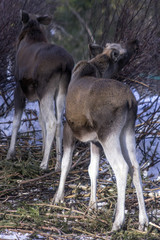Young moose in the forest