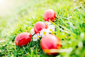 Fototapeta na wymiar Colorful Easter eggs in a grass