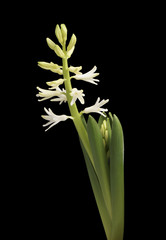 Flower white hyacinth.
