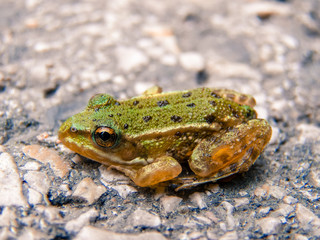 Tiny Frog on the Street