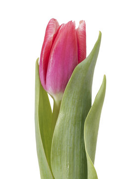 Flower pink tulip.