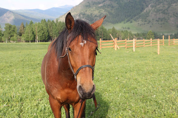 Horse standing in a meadow