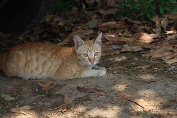 Fototapeta na wymiar Yellow cat is taking a sunbath on the ground