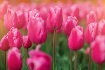 Bright tulips in a soft focus, spring flowers close-up in the garden. Bright pink violet tulip flowers.