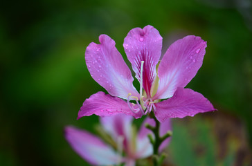 Blossom pink bauhinia flower with green background
