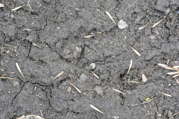 Dry fall ground with some ash seeds