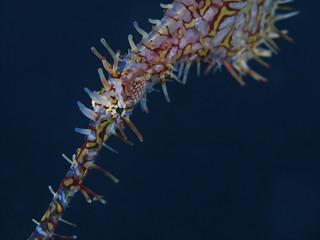 Ornate Ghost Pipefish, Schmuck-Geisterpfeifenfisch (Solenostomus paradoxus)