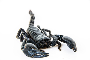 scorpion.